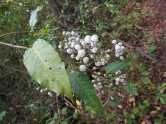 Cestrum guatemalense