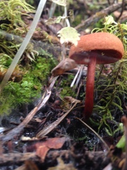 Cortinarius sanguineus