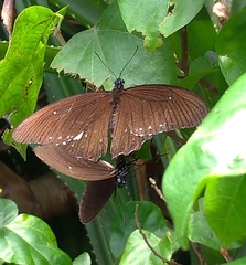Papilio castor formosanus
