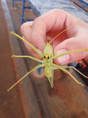 Terpandrus