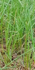 Eleocharis dulcis
