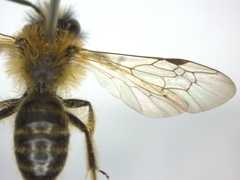 Andrena