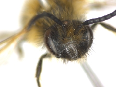 Andrena