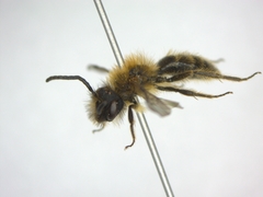 Andrena