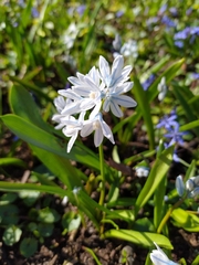 Puschkinia scilloides