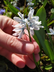 Puschkinia scilloides