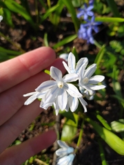 Puschkinia scilloides