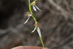 Eriochilus pulchellus