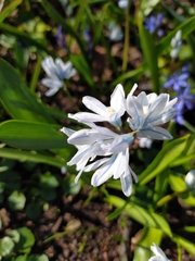 Puschkinia scilloides