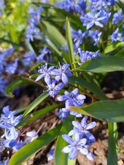 Scilla bifolia