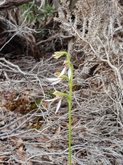Eriochilus pulchellus