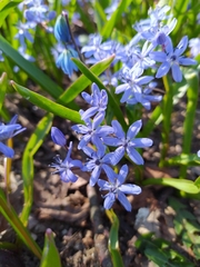 Scilla bifolia