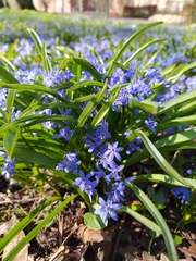 Scilla bifolia