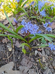 Scilla bifolia