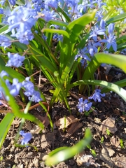 Scilla bifolia