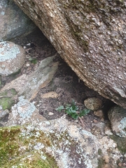 Asplenium aethiopicum