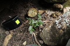 Asplenium aethiopicum