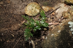 Asplenium aethiopicum