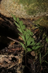 Asplenium aethiopicum