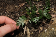 Asplenium aethiopicum