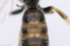 Lasioglossum malachurum