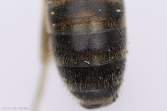 Lasioglossum malachurum