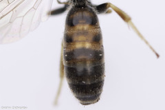 Lasioglossum malachurum