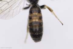 Lasioglossum malachurum