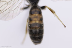 Lasioglossum malachurum