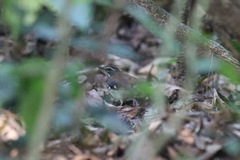 Cercotrichas leucosticta