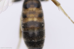 Lasioglossum malachurum