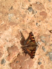 Aglais caschmirensis
