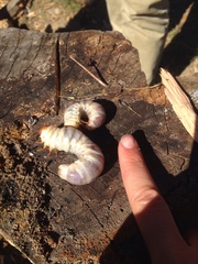 Lucanidae