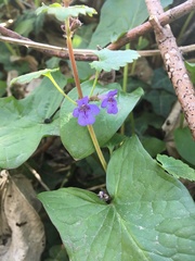 Glechoma hederacea
