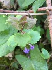 Glechoma hederacea