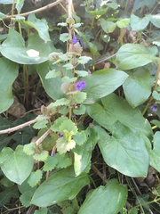 Glechoma hederacea