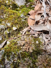 Pseudocyphellaria neglecta