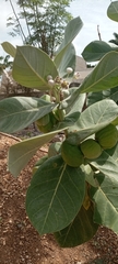 Calotropis procera image