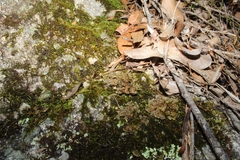 Pseudocyphellaria neglecta