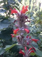 Colquhounia coccinea