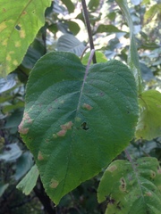 Colquhounia coccinea