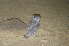 Bubo cinerascens