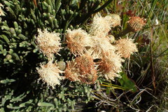 Brunia sphaerocephala