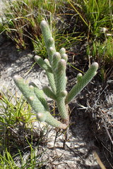 Brunia sphaerocephala
