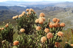 Brunia sphaerocephala