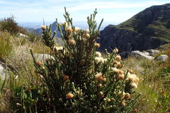 Brunia sphaerocephala