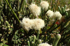 Brunia sphaerocephala