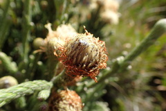Brunia sphaerocephala