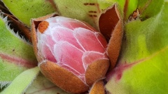 Protea caespitosa