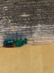Chrysis smaragdula